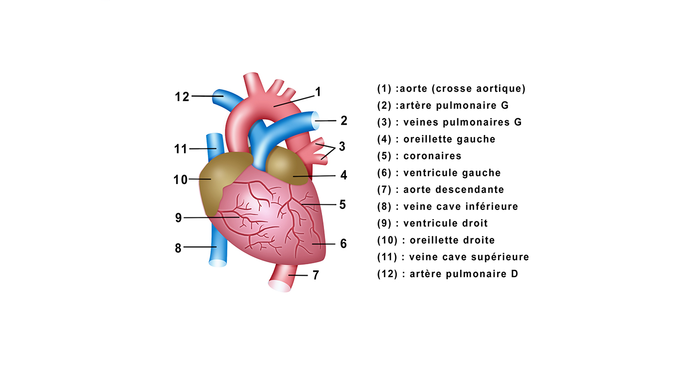 illustration mlle valentine biologie medical 11 22 8